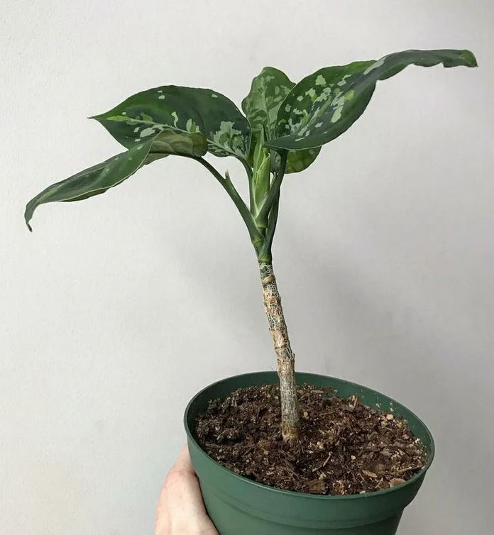 Aglaonema Pictum 삼색 ORAMICIN