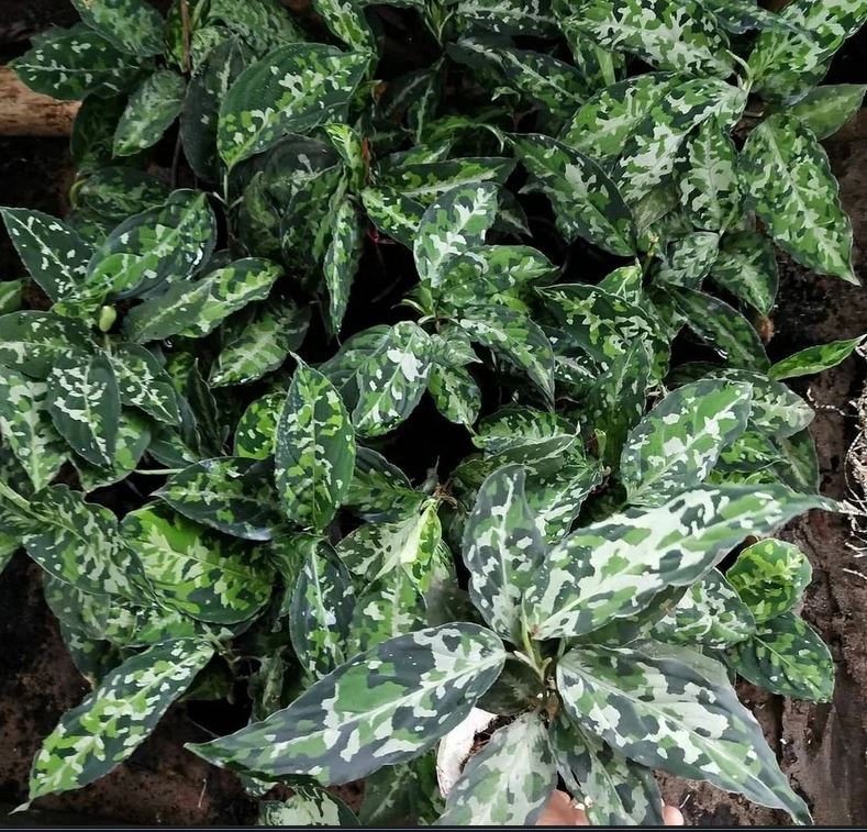 Aglaonema Pictum 삼색 ORAMICIN