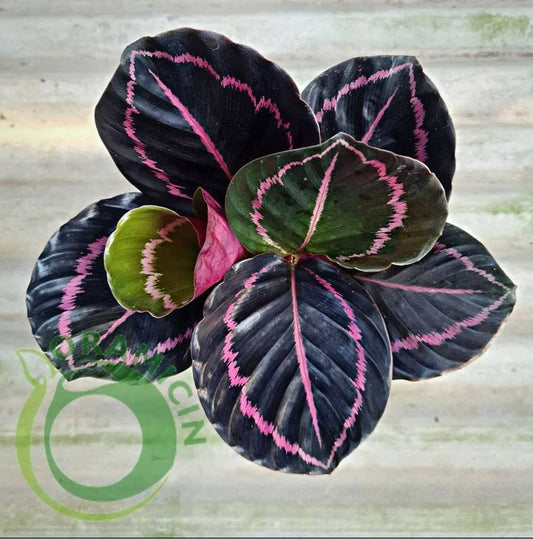 Calathea Dottie Black Lipstick Tropical Plants ORAMICIN