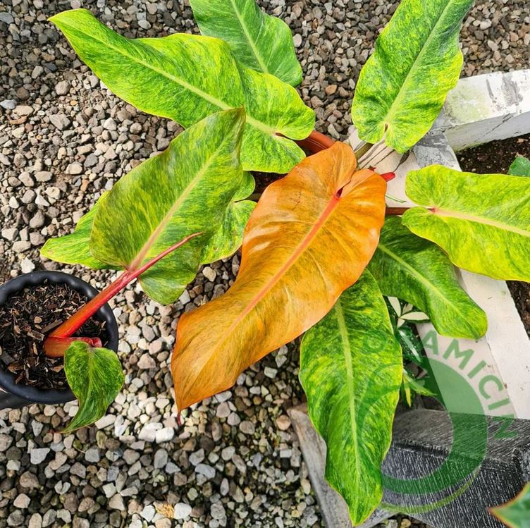 Philodendron Prince of Orange Marmalade 열대 식물 ORAMICIN
