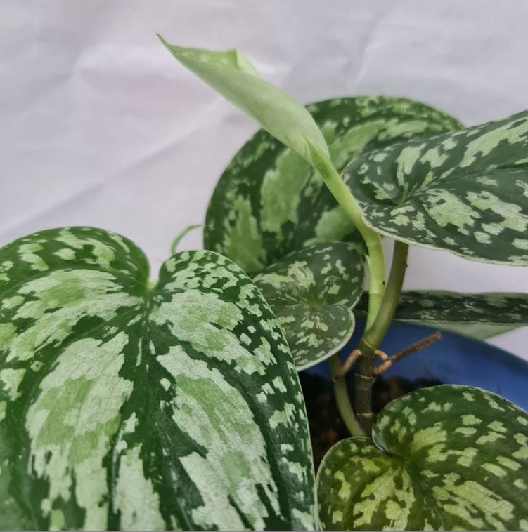 Scindapsus Tricolor Tropical Plants ORAMICIN