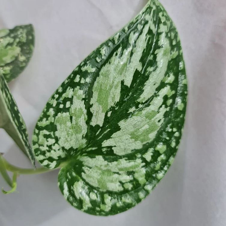 Scindapsus Tricolor Tropical Plants ORAMICIN