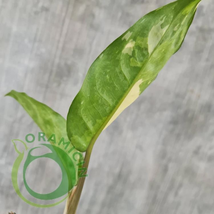 Aglaonema Commutatum 잡색 작은 열대 식물 ORAMICIN