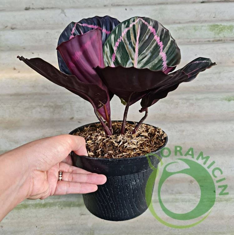 Calathea Dottie 블랙 립스틱 열대 식물 ORAMICIN