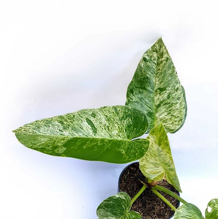 Philodendron Giganteum Marble Blizzard Variegated Tropical Plants ORAMICIN