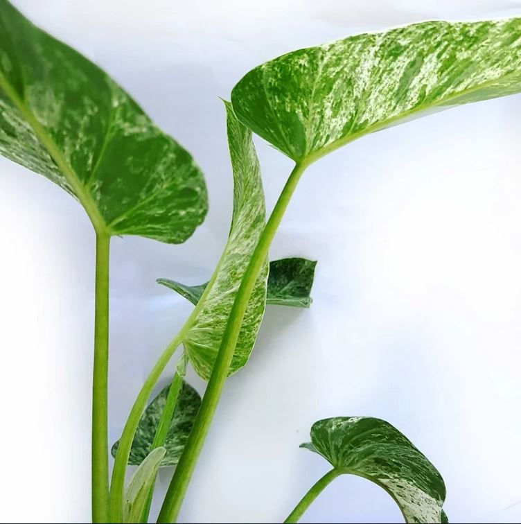 Philodendron Giganteum Marble Blizzard Variegated Tropical Plants ORAMICIN