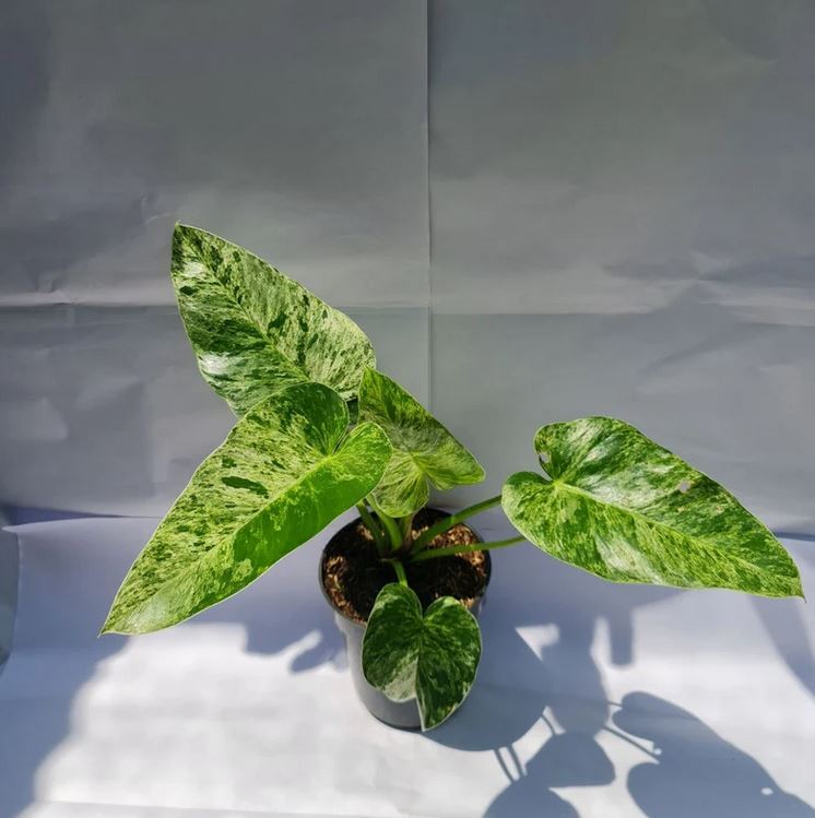 Philodendron Giganteum Marble Blizzard Variegated Tropical Plants ORAMICIN