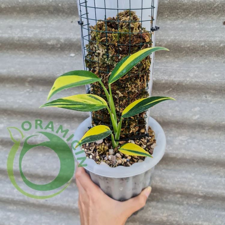Scindapsus Coriaceus 열대 식물 ORAMICIN