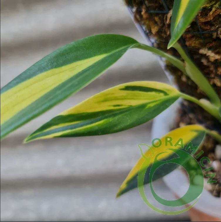 Scindapsus Coriaceus 열대 식물 ORAMICIN