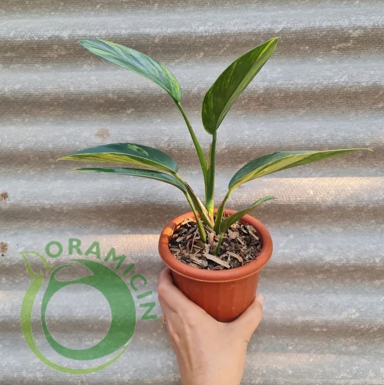 Scindapsus Coriaceus 열대 식물 ORAMICIN