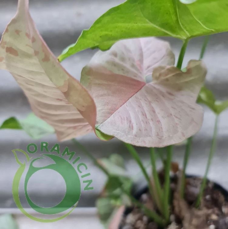 Syngonium Pink Spot variegated tropical plants ORAMICIN