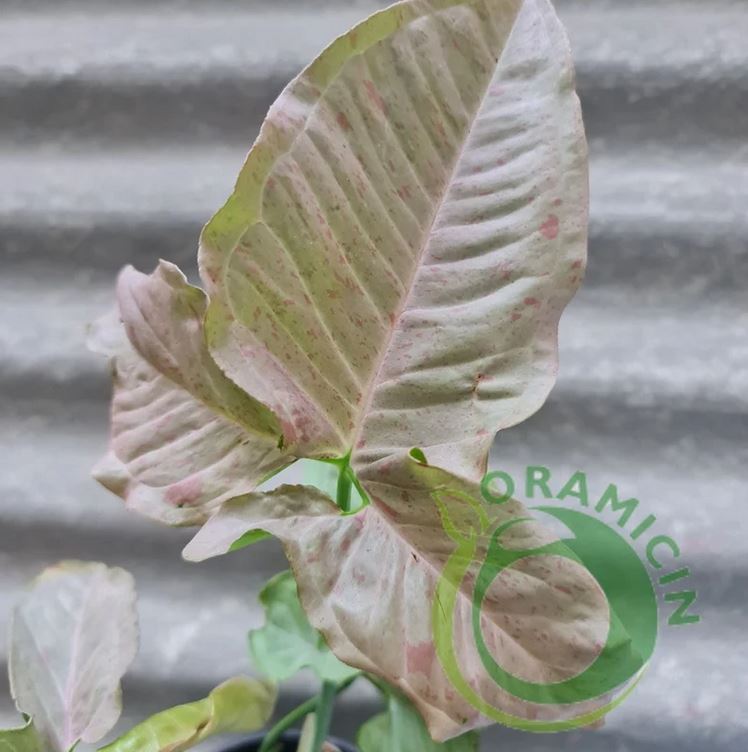 Syngonium Pink Spot variegated tropical plants ORAMICIN
