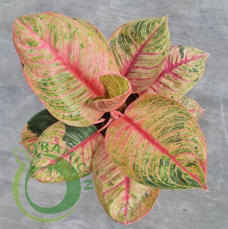 Aglaonema 달빛 열대 식물 ORAMICIN