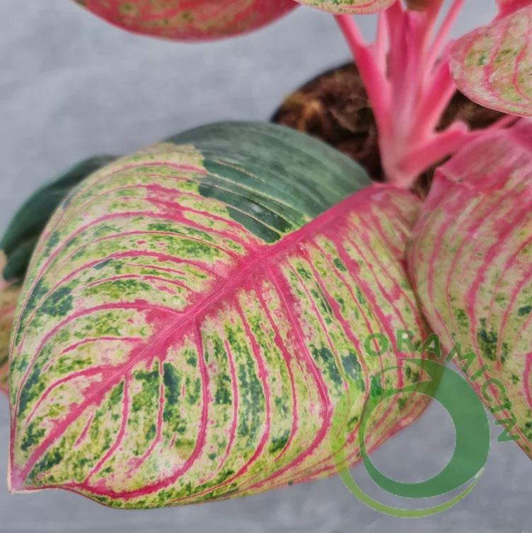 Aglaonema 달빛 열대 식물 ORAMICIN