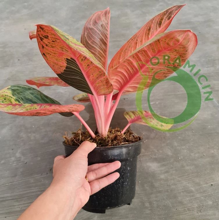 Aglaonema 달빛 열대 식물 ORAMICIN