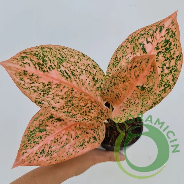 Aglaonema 스타더스트 오렌지 열대 식물 ORAMICIN