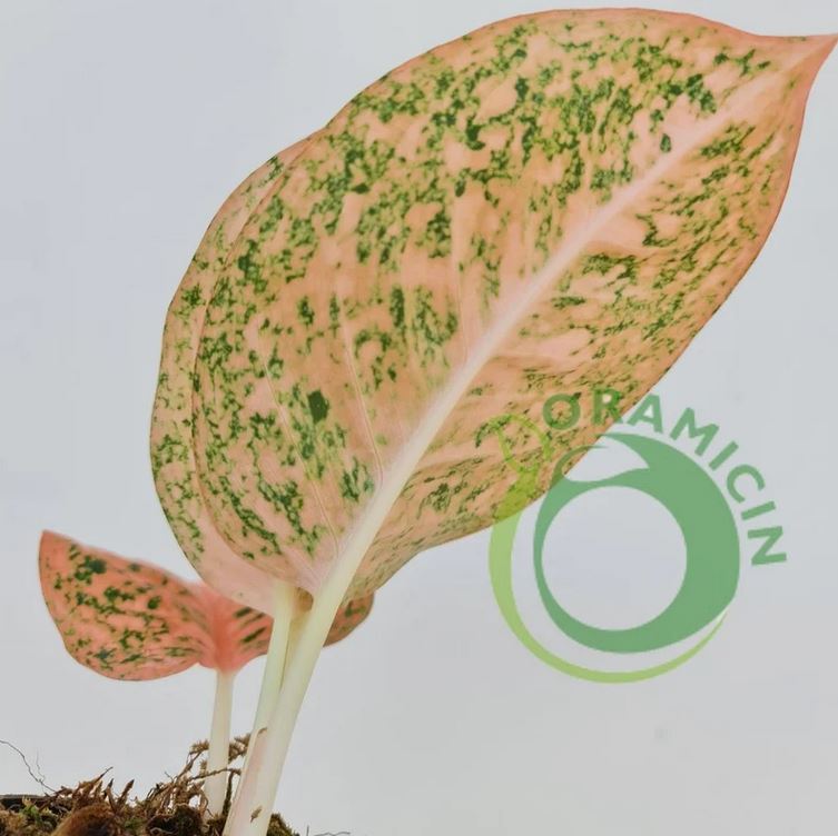 Aglaonema 스타더스트 오렌지 열대 식물 ORAMICIN
