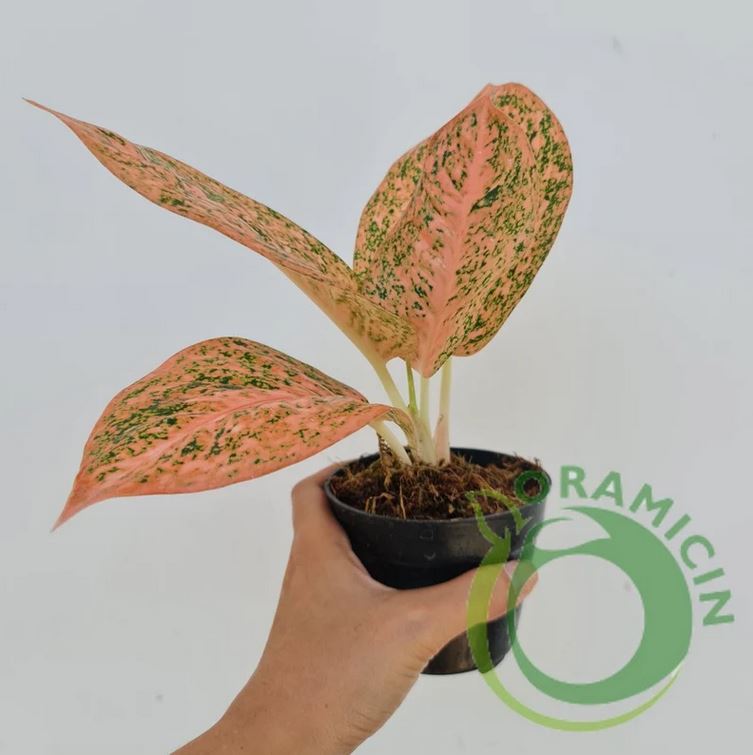 Aglaonema 스타더스트 오렌지 열대 식물 ORAMICIN