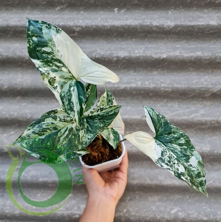 Syngonium Albo 잡색 흰색 잡색 열대 식물 ORAMICIN