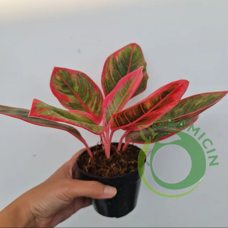 aglaonema khanza pink Aglaonema Khanza – oramicin