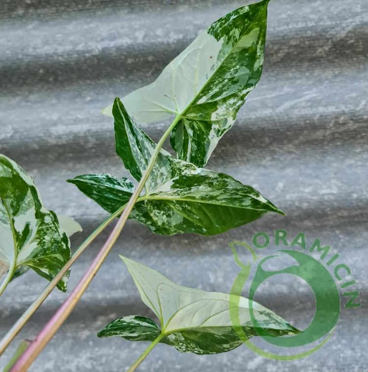 Syngonium Albo 잡색 흰색 잡색 열대 식물 ORAMICIN