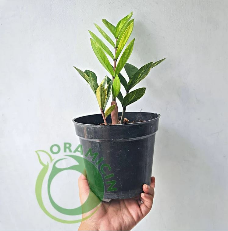 Zamiaculcas Zamiifolia Variegated Tropical plants ORAMICIN