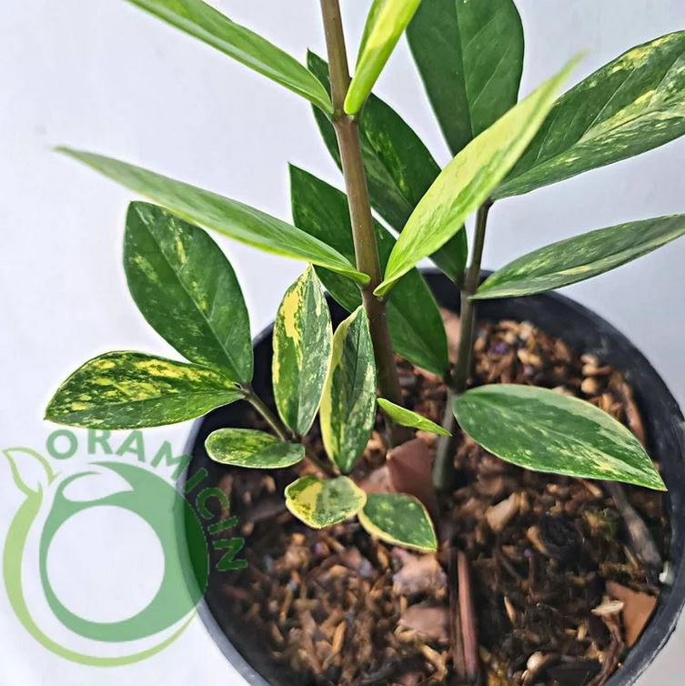 Zamiaculcas Zamiifolia Variegated Tropical plants ORAMICIN