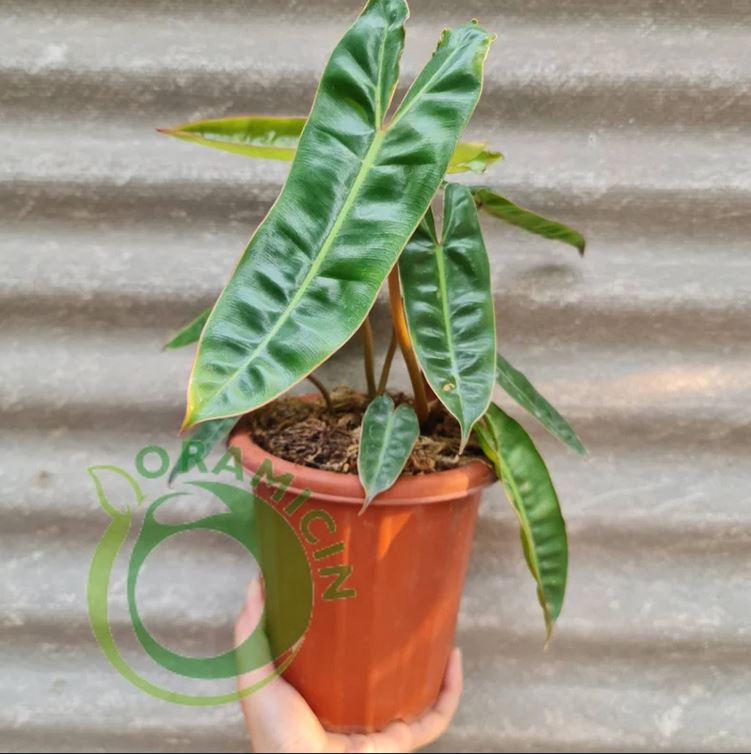 Philodendron Billietiae Tropical Plants ORAMICIN