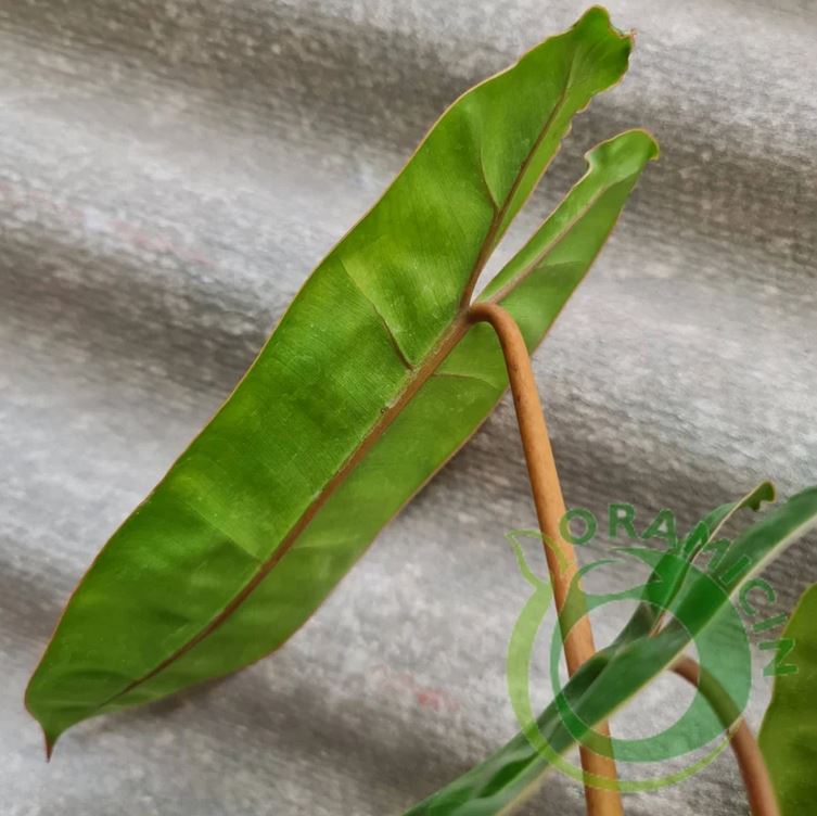 Philodendron Billietiae Tropical Plants ORAMICIN