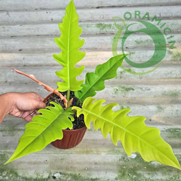 Philodendron Golden Saw Crocodile Tropical Plants ORAMICIN