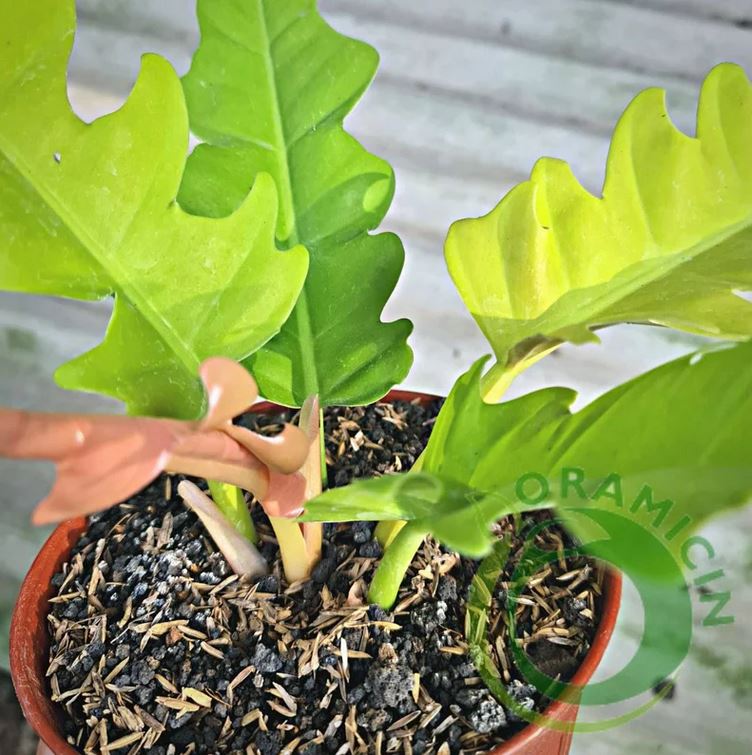 Philodendron Golden Saw Crocodile Tropical Plants ORAMICIN