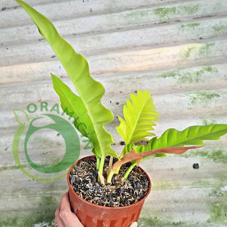 Philodendron Golden Saw Crocodile Tropical Plants ORAMICIN