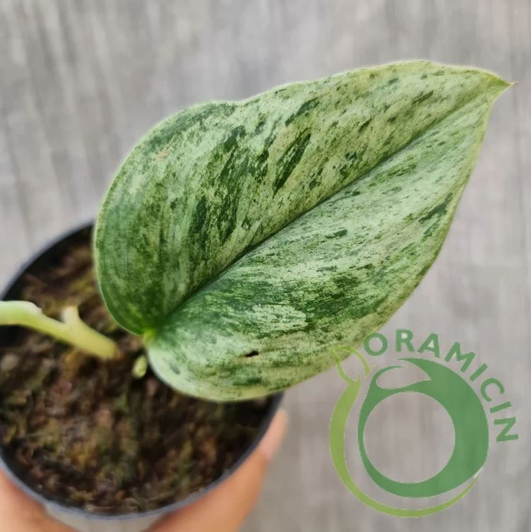 Scindapsus Treubii Moonlight Mint Variegated Tropical plants ORAMICIN