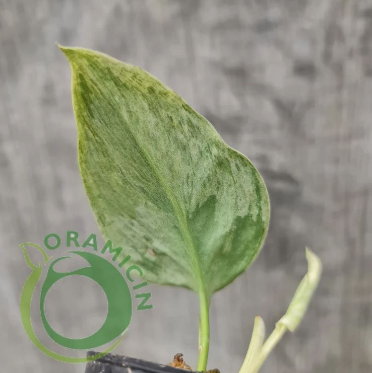 Scindapsus Treubii Moonlight Mint Variegated Tropical plants ORAMICIN