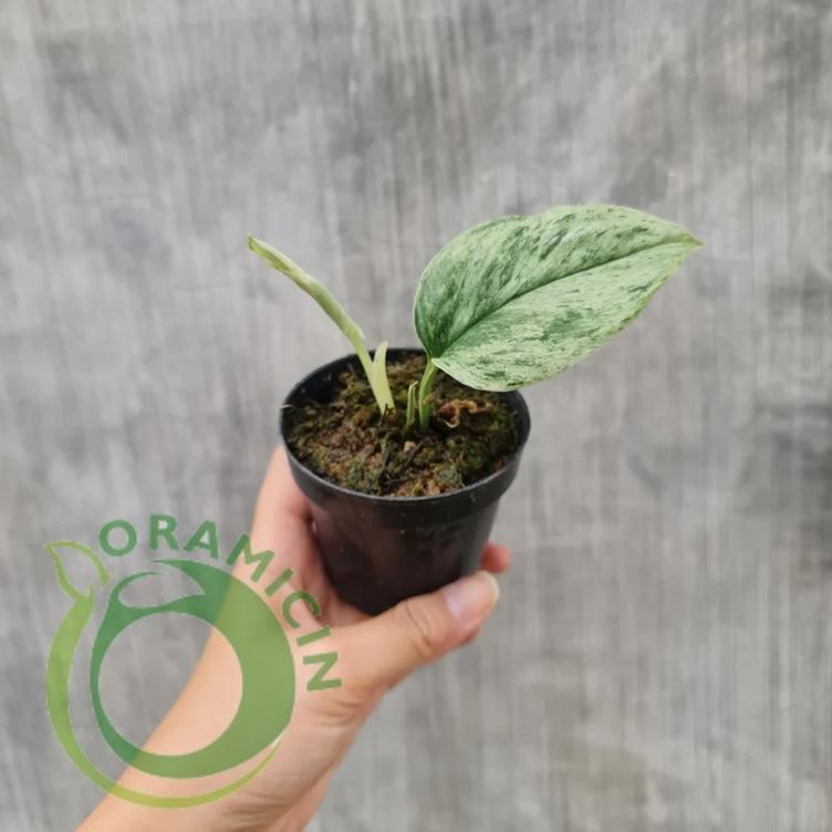 Scindapsus Treubii Moonlight Mint Variegated Tropical plants ORAMICIN