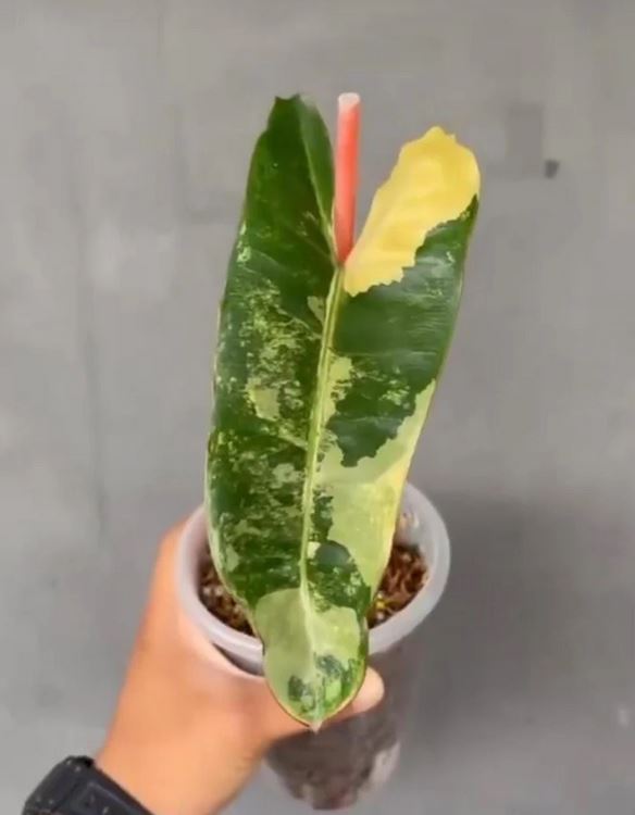 Philodendron Billietiae Variegated Tropical plants ORAMICIN