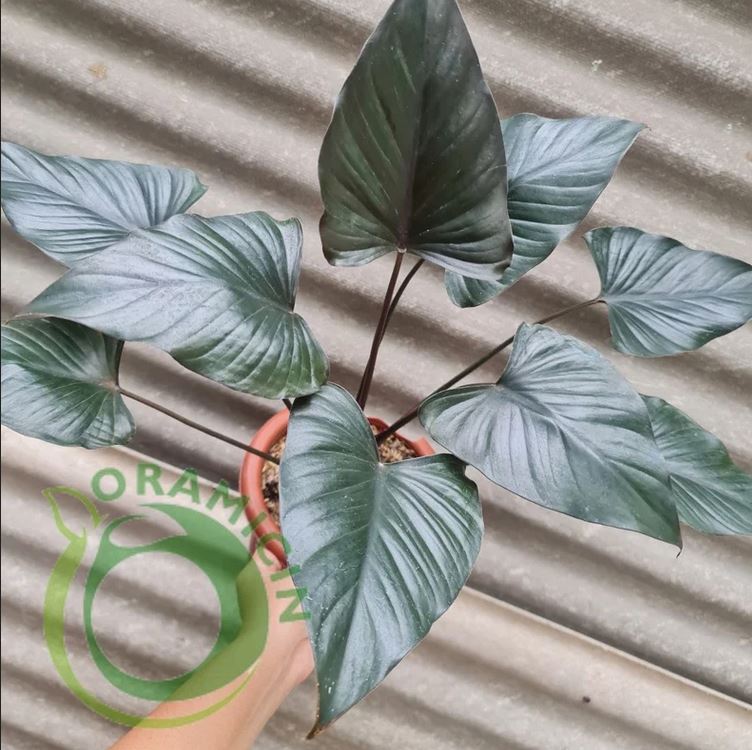 Homalomena Black Tropical Plants ORAMICIN