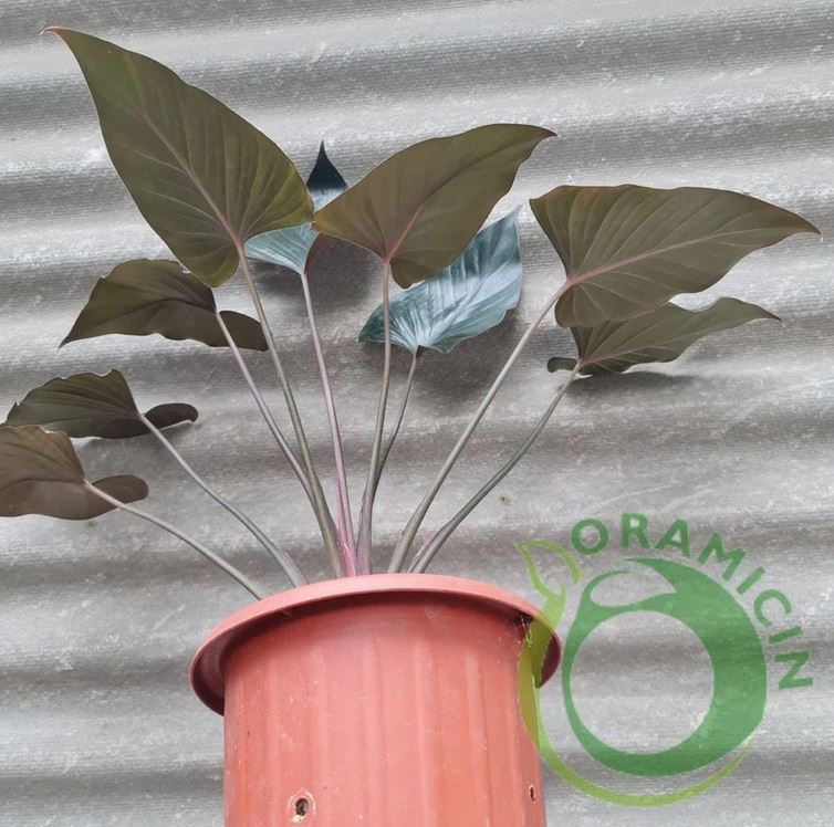 Homalomena Black Tropical Plants ORAMICIN
