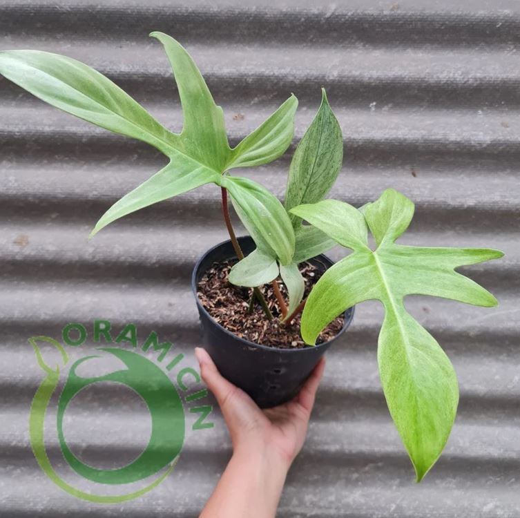 Philodendron Florida Ghost Tropical Plants ORAMICIN