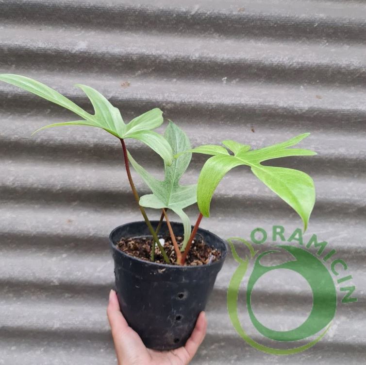 Philodendron Florida Ghost Tropical Plants ORAMICIN
