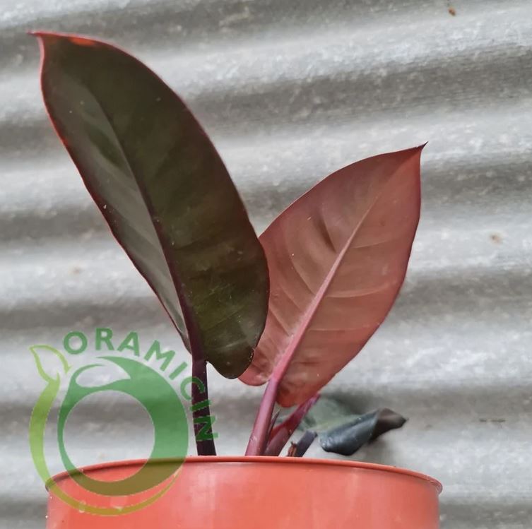 Philodendron Black Cardinal Tropical Plants ORAMICIN