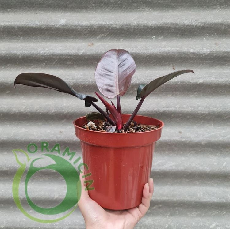 Philodendron Black Cardinal Tropical Plants ORAMICIN