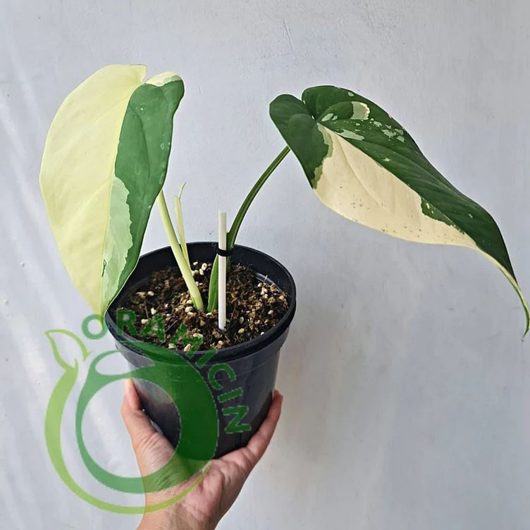 Syngonium Ciapense 다양한 열대 식물 ORAMICIN