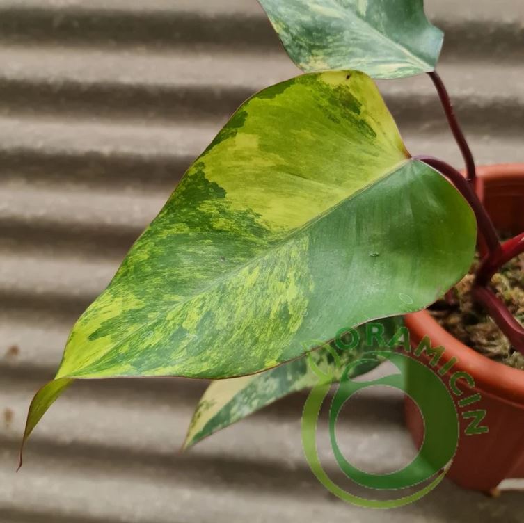 Philodendron Strawberry Shake Variegated Tropical Plants ORAMICIN