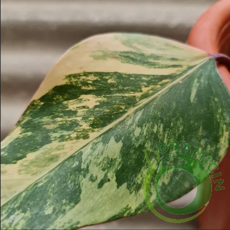 Philodendron Strawberry Shake Variegated Tropical Plants ORAMICIN