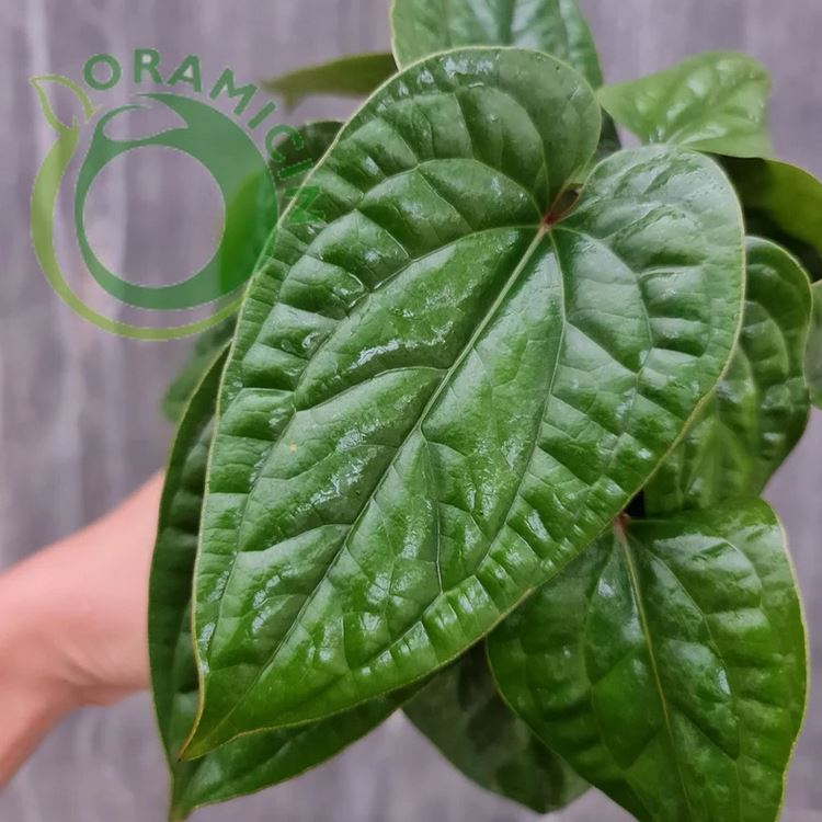 anthurium radicans flower Anthurium Radicans x Luxurians – oramicin