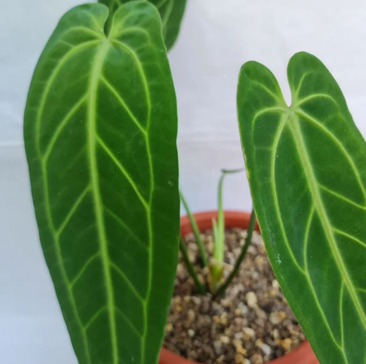 warocqueanum x anthurium waterburyanum Anthurium Warocqueanum – oramicin