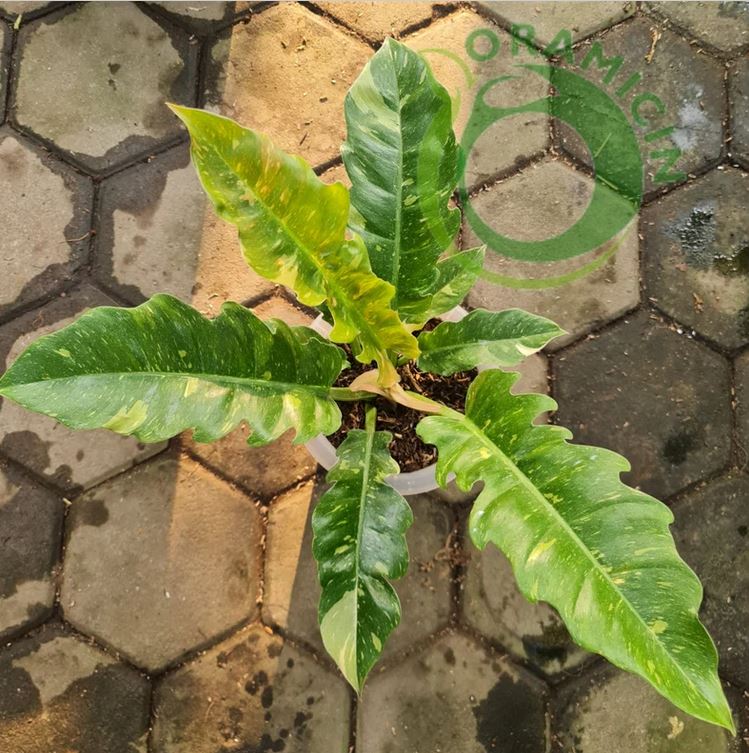 Philodendron Ring Of Fire Tropical Plants ORAMICIN