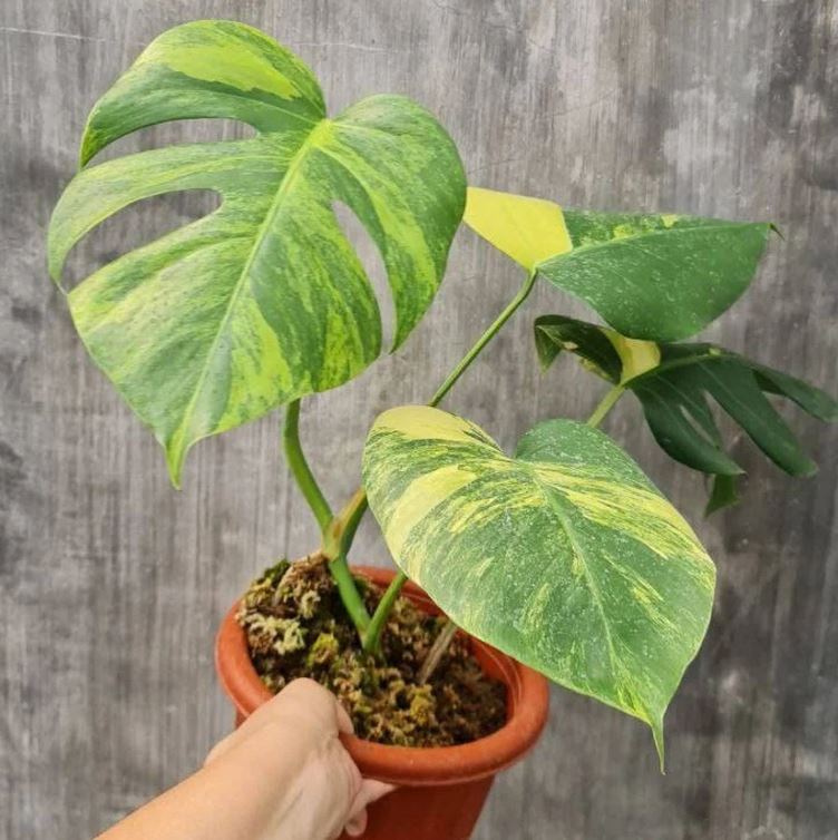 monstera adansonii aurea price Monstera Aurea (Small Size) – oramicin