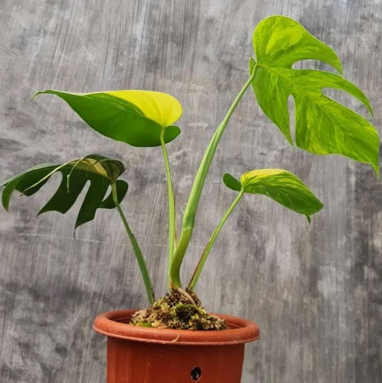 monstera adansonii aurea price Monstera Aurea (Small Size) – oramicin